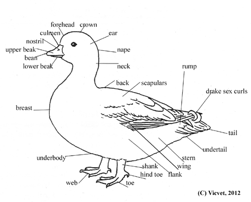 External points of a domestic duck