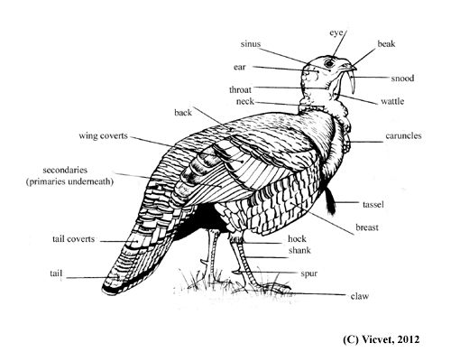 Hen Anatomy