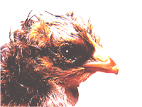 Just-hatched chick with egg tooth
