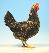 Ancona hen