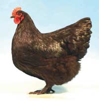Australorp hen