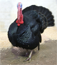 Norfolk Black turkey stag