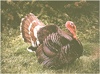 Bronze turkey stag