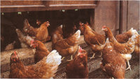 Brown hybrids such as Warrens, Hyline