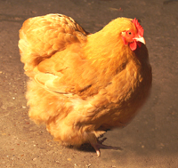 Buff Orpington bantam hen