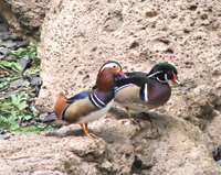 Mandarin, left, Carolina, right, drakes