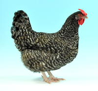Cuckoo Dorking hen
