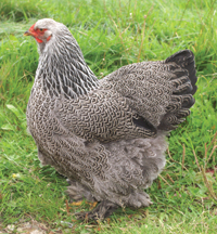 Dark Brahma hen