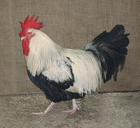Silver Grey Dorking cockerel