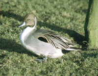 Pintail drake