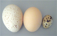 Left, turkey egg, middle, chicken egg, right, quail egg