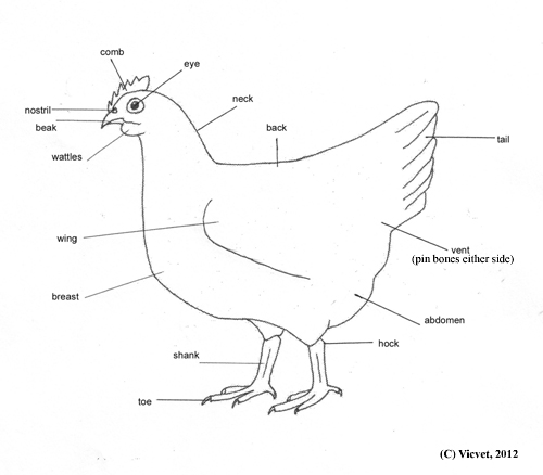 External anatomy of a chicken