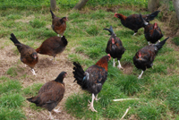 Flock of Red Dorking growers