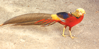 Golden Pheasant