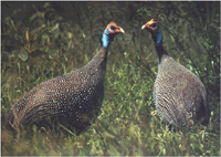 Pearl Guinea Fowl