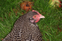 Healthy head, Marans bantam hen Healthy head, Marans bantam hen