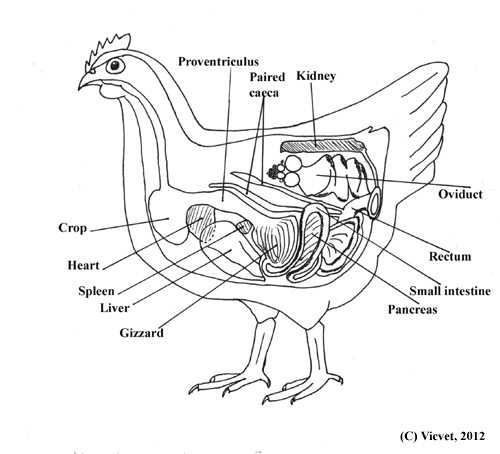 Chicken internal organs