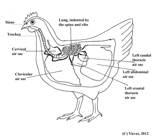 Chicken respiratory system