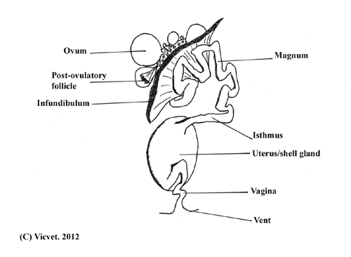 Left ovary and oviduct