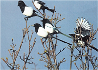 Magpies steal eggs and chicks