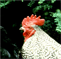 Healthy head with correct beak shape Healthy head with correct beak shape