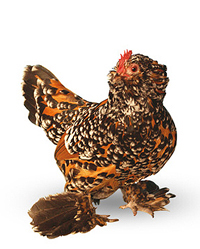 Millefleur Barbu d'Uccle hen, True Bantam