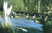 Mixed ornamental waterfowl collection