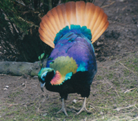 Himalayan Monal