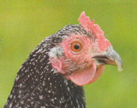 Overgrown beak, file to normal shape