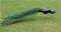 Indian Blue Peacock male