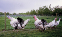 Pied turkey stags and hens