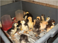 Rearing chicks