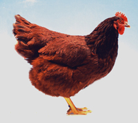 Rhode Island Red hen
