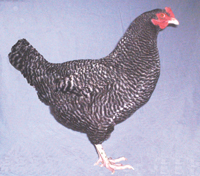 Scots Grey hen