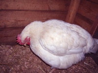 Sick hen