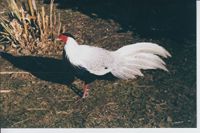 Silver Pheasant