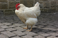 Typical stance of advanced egg peritonitis