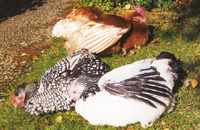 Hens sunbathing