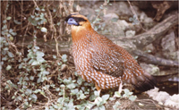 Temminck's Tragopan