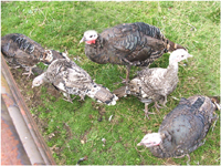 Various breed turkey poults