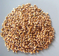 Whole wheat